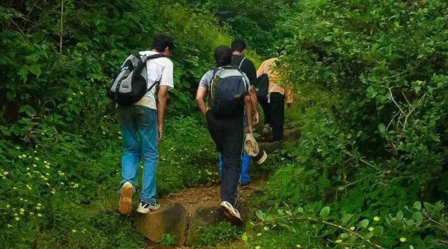 Scenic forest trails and lush greenery along the Andaman Trunk Road.