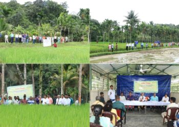 Timely transplanting, higher yields: CIARI farmers’ field day puts Rice Science into practice