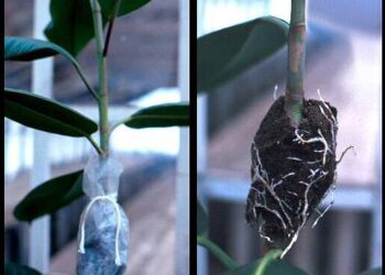 Rooting for Innovation: CIARI’s patented Air Layering Bag makes gardening easier for all
