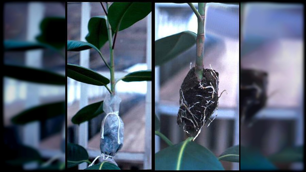 Rooting for Innovation: CIARI’s patented Air Layering Bag makes gardening easier for all