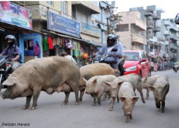 Pigs out of bounds: City gets tough on stray hog menace