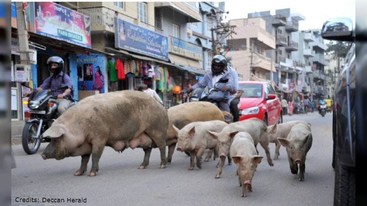 Pigs out of bounds: City gets tough on stray hog menace