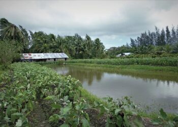 Seeds of danger: Sub-standard fertilisers threaten Islands farmland