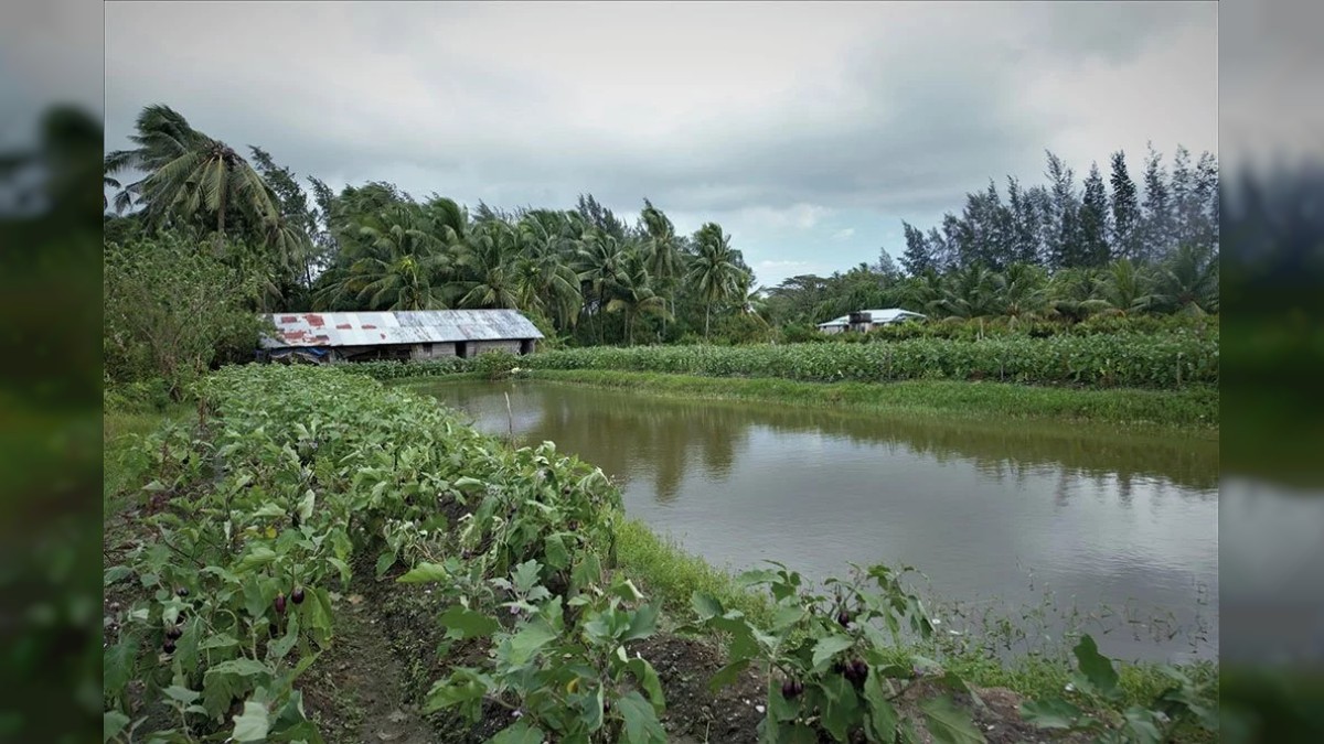 Seeds of danger: Sub-standard fertilisers threaten Islands farmland