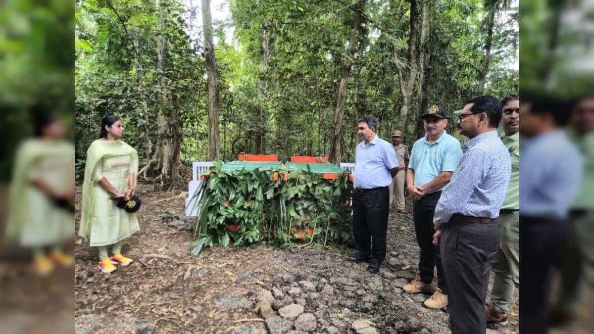Back to the wild: Andaman wild pigs reintroduced to Jarawa Reserve Forest