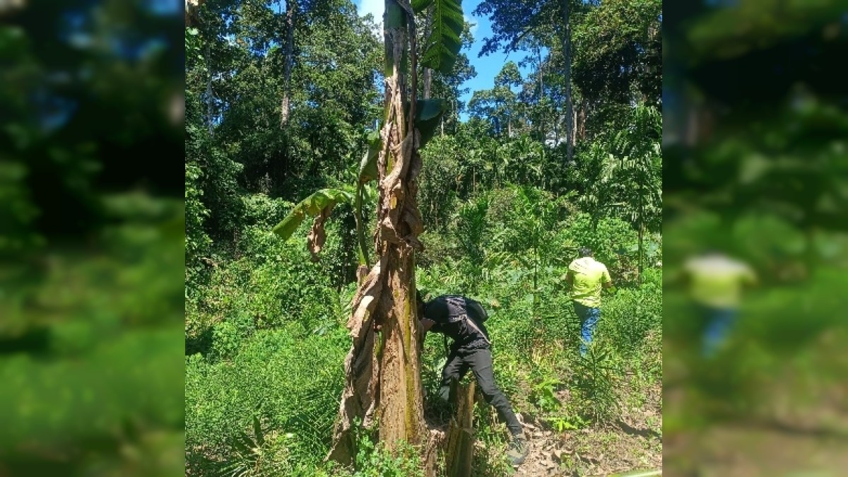 Land freed, trust restored: South Andaman tightens its grip on public land protection