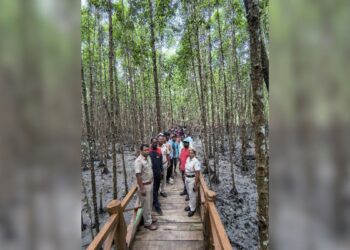 Into the green veins of Shoal Bay: Mangrove Walk inspires eco-guiding spirit