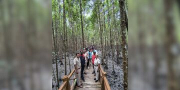 Into the green veins of Shoal Bay: Mangrove Walk inspires eco-guiding spirit