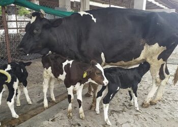 Embryo Transfer Technology breakthrough promises Dairy Revolution in the Islands