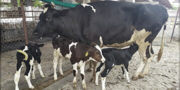 Embryo Transfer Technology breakthrough promises Dairy Revolution in the Islands