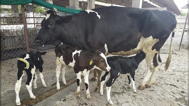Embryo Transfer Technology breakthrough promises Dairy Revolution in the Islands
